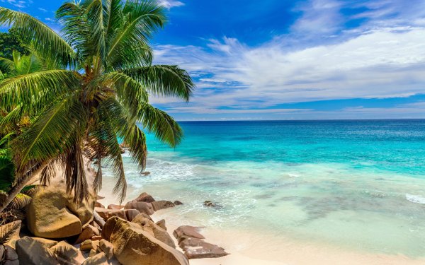 Пляж с пальмами