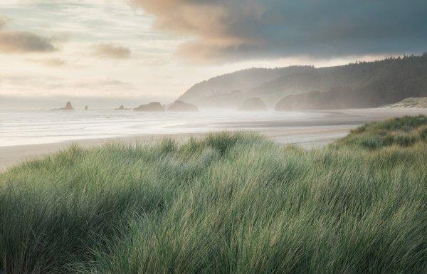 Серый цвет в природе