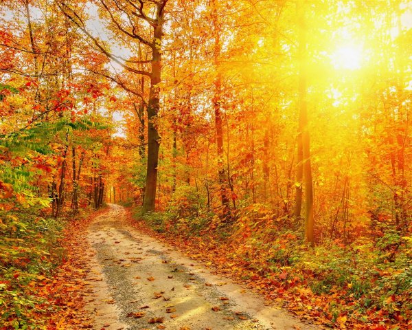 Осенний лес