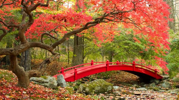 Сакура Япония сад мостик