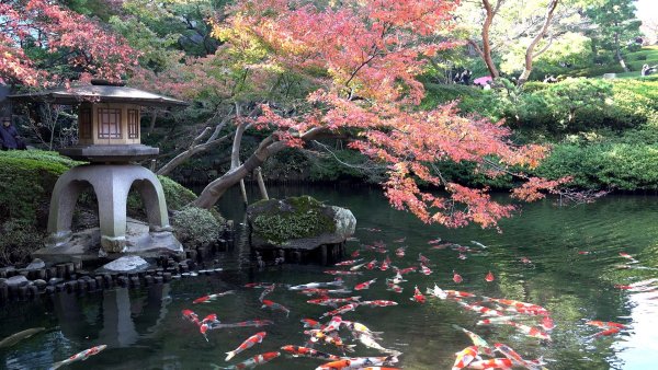 Сакура и храм