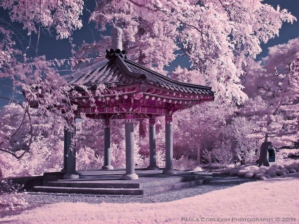 Сад Сакуры в Японии