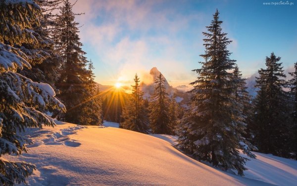 Сказочный зимний лес