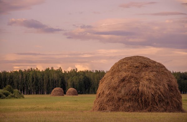 Сенная копна