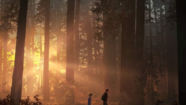 Life is Strange лес