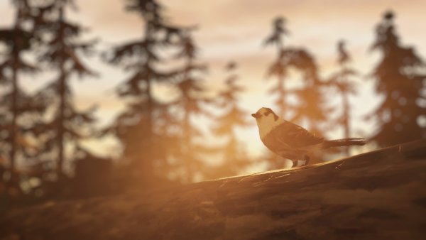 Life is Strange птица