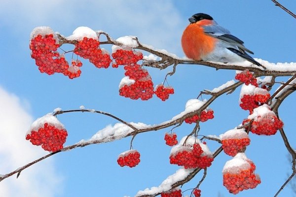 Ferdinand von Wright 1822-1906 Снегири