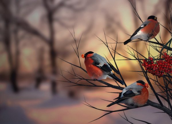 Влюбленные Снегири