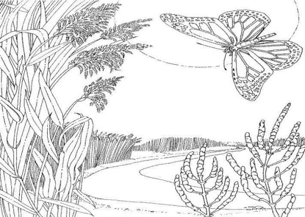 Раскраска природа