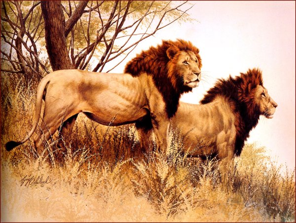 Алмазная мозаика 40х50 Лев