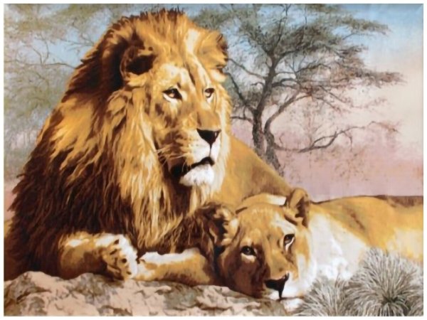 Schipper картина по номерам "Лев" 40х50 см