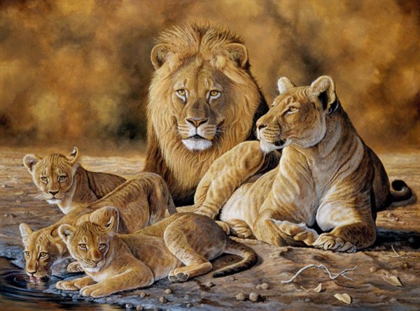 Африка пустыня Саванна джунгли