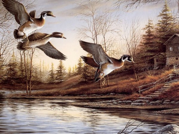 Художник Kim Norlien утки