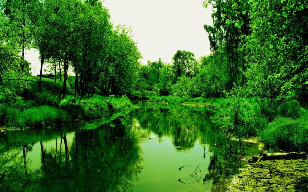 Зеленая природа