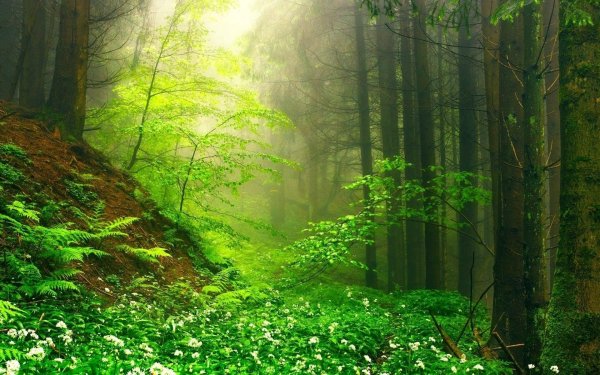 Поляна в лесу