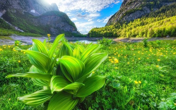 Природа зелень