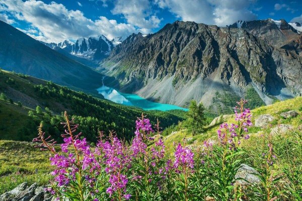 Алтая горный Алтай