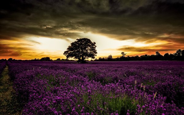 Сиреневое поле