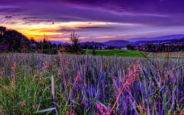 Фиолетовый закат