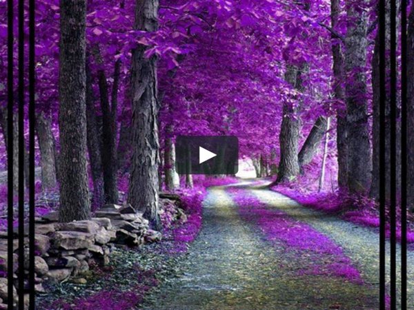 Сиреневый лес