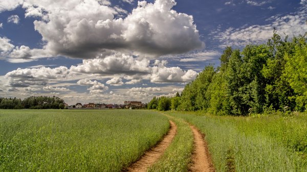 Летний день