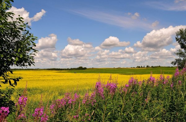 Ведьмин луг Ефремовский район