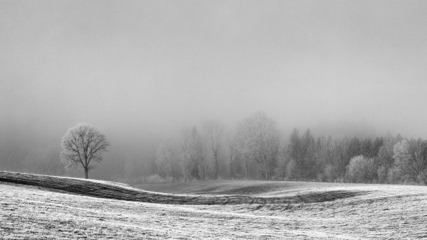 Летний пейзаж черно белый
