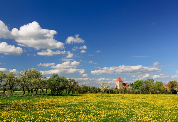 Поле весной