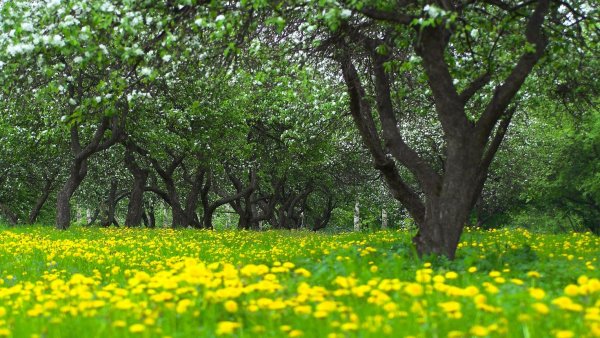 Летнее дерево