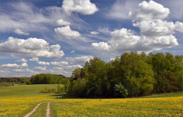 Просёлочная дорога в поле