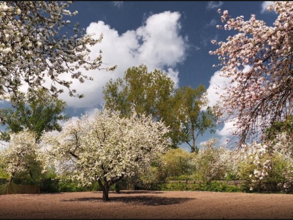 Май Цветущий Яблоневый сад