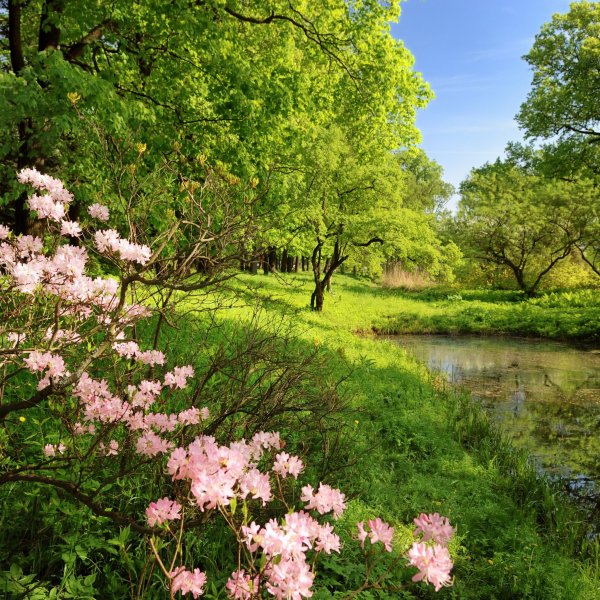 Весна природа