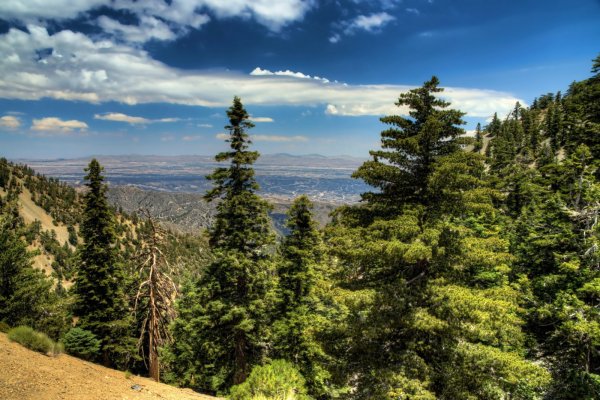 Сосна в горах