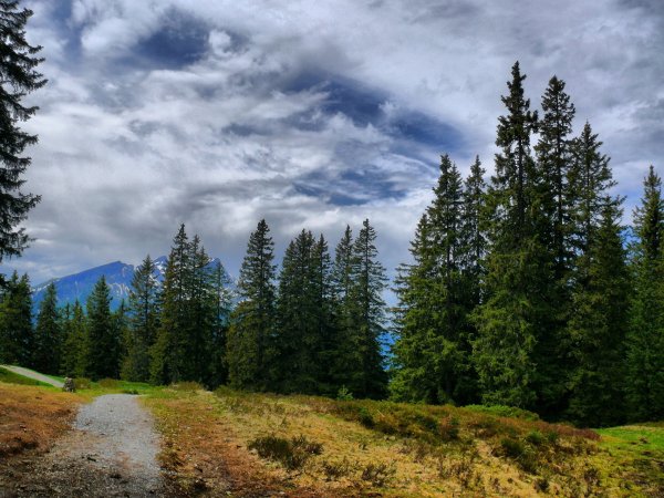 Пейзаж леса