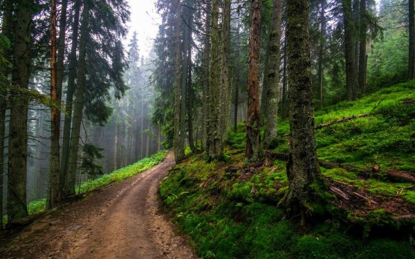 Шварцвальд Лесные тропинки