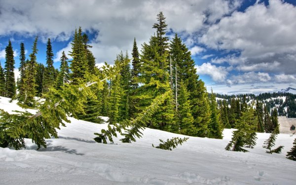 Хвойный лес зимой