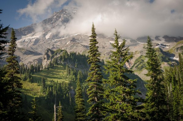 Ель в горах