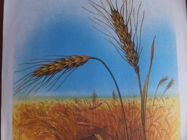 Хлеб рисунок