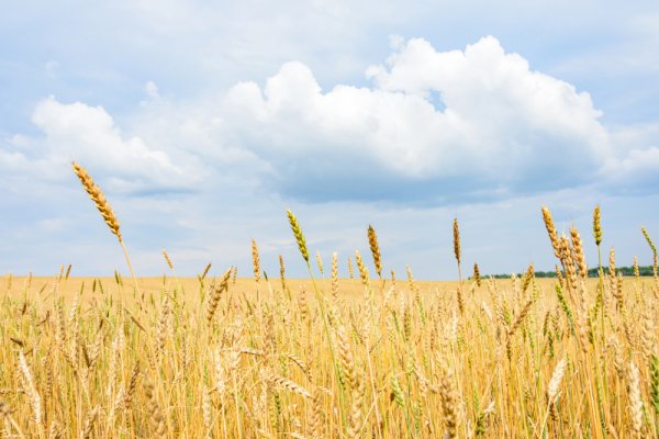 Хлебные поля Удмуртии