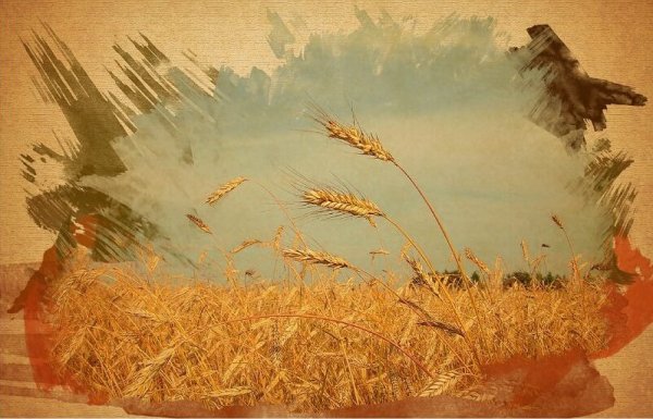 Хлебное поле 1826