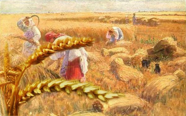 Ремизов хлебный Колос