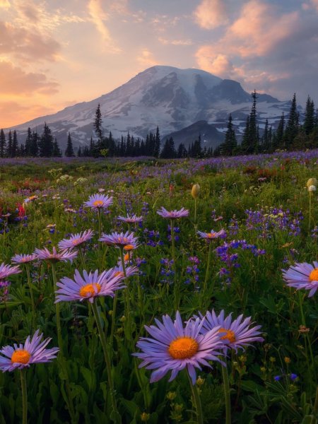 Поляна на фоне гор