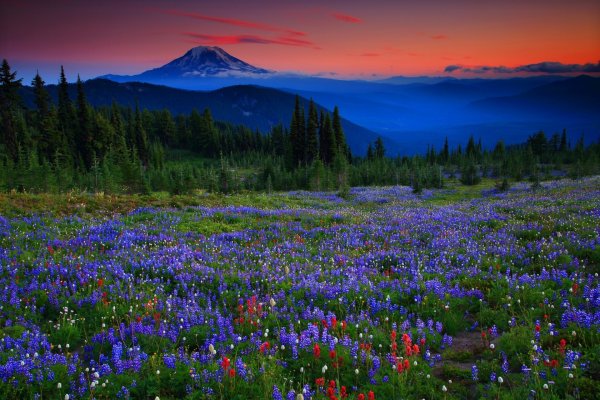 Альпийские Луга Южной Америки