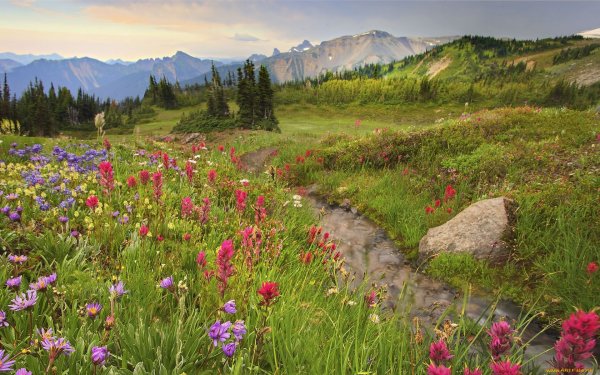 Горный Алтай разнотравье Долина