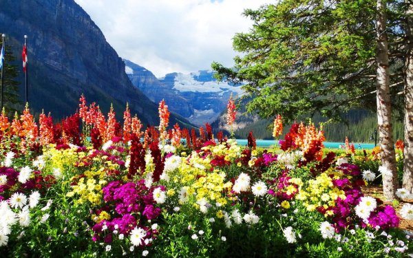 Национальный парк Банф растительность