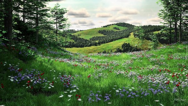 Луг на опушке леса