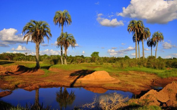 Картина Саванна пейзаж