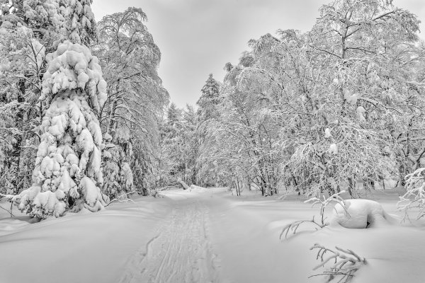 Зимний пейзаж белый