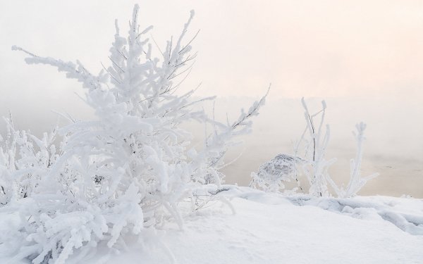 Серебристый снег