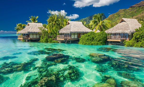 Маврикий джунгли